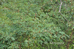 Indigofera longiracemosa